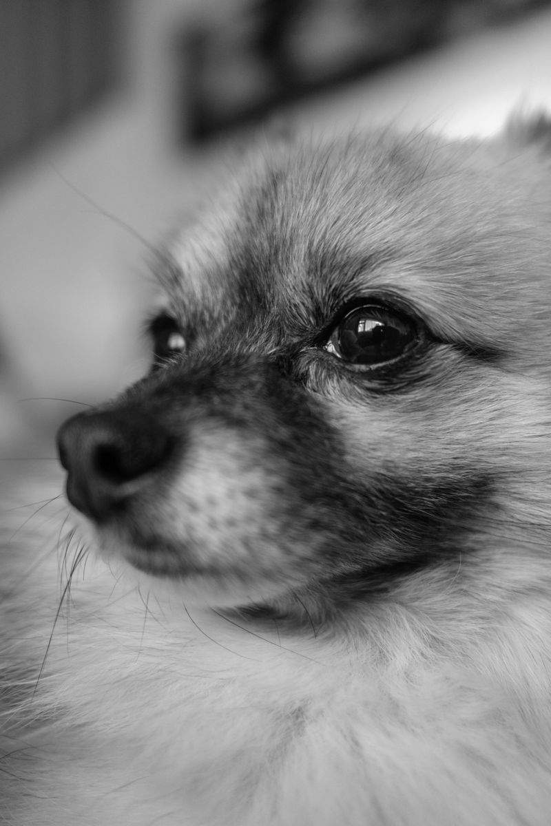 犬とのアウトドア活動