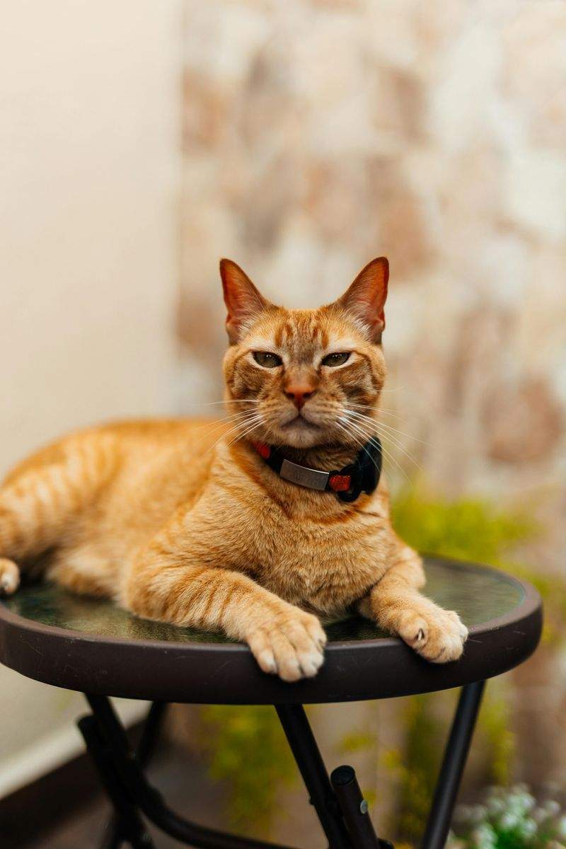 ペット遊びの友 - Image 12