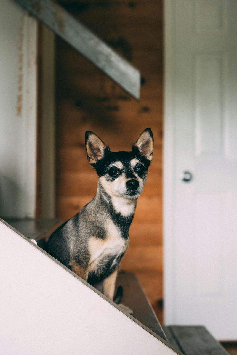 ペット遊びの友 - Image 2