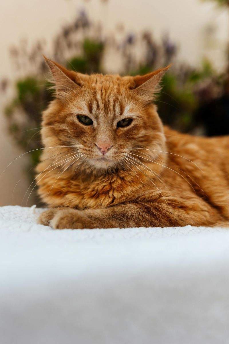 ペット遊びの友 - Image 5