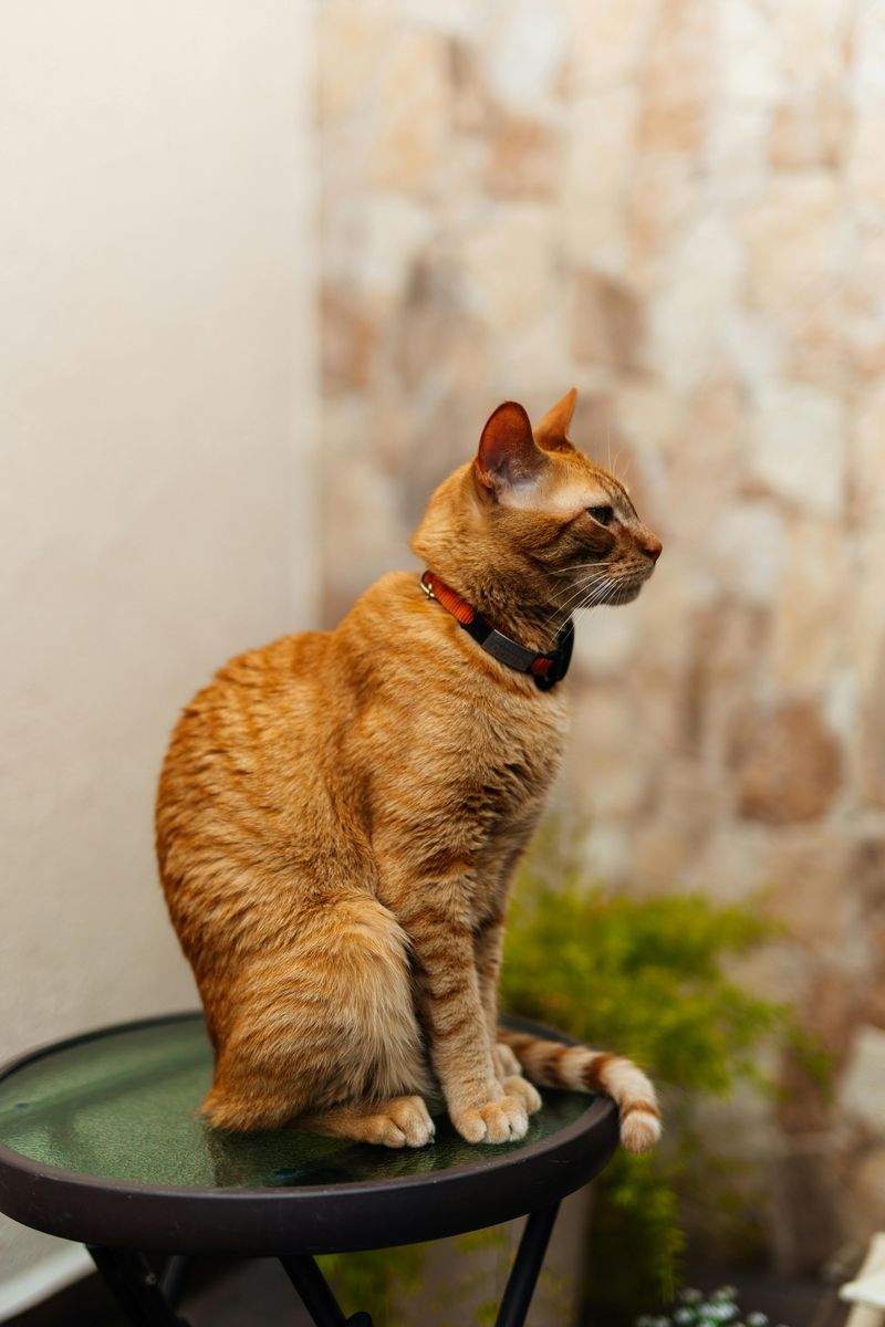 ペット遊びの友 - Image 8